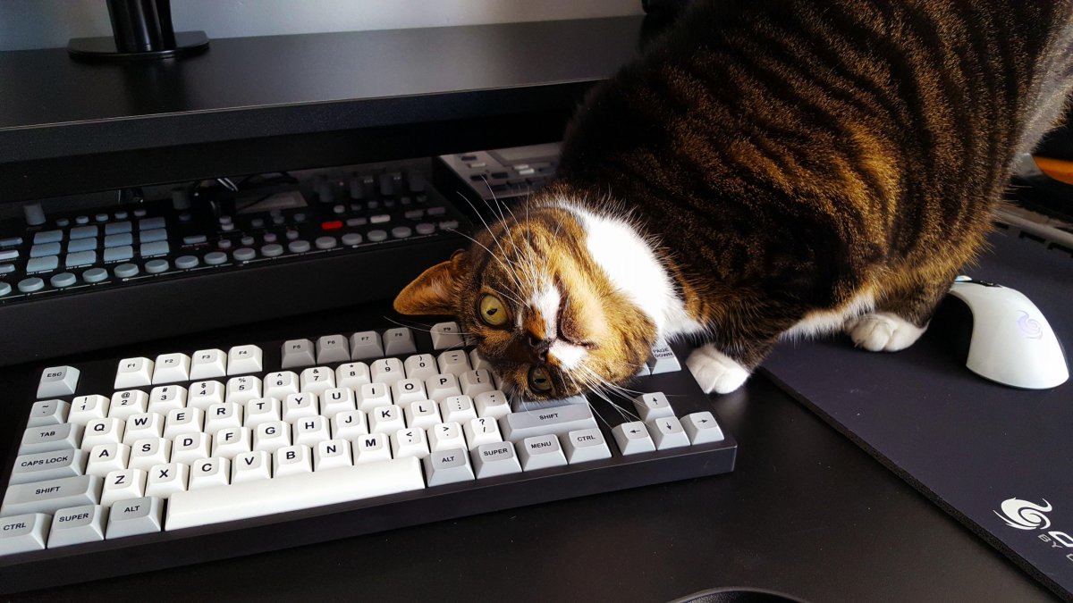 Хомяк плачет Паша