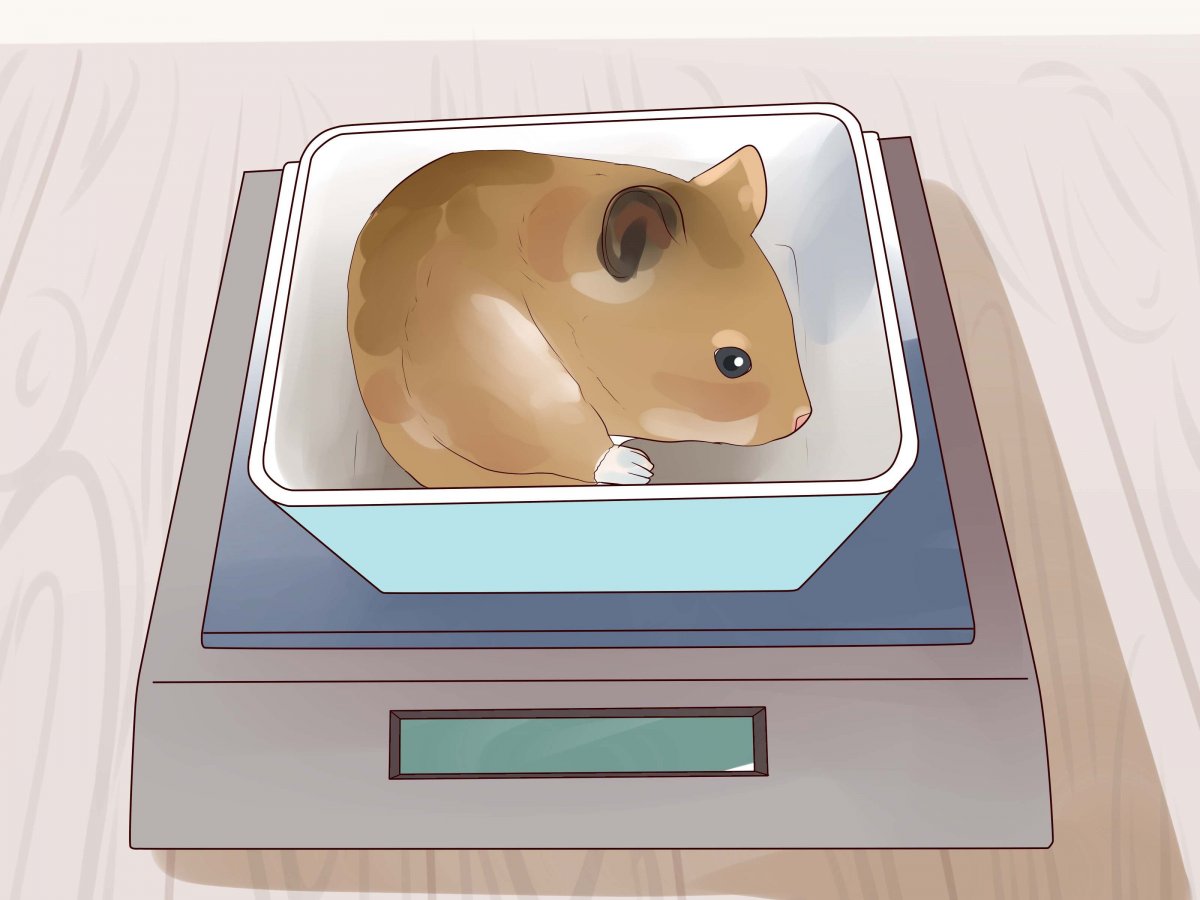 Мышь для компьютера