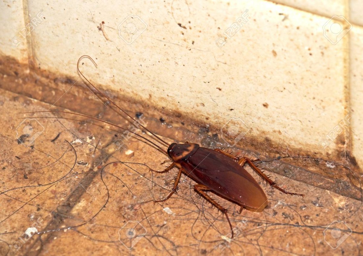 Тараканы в ванной