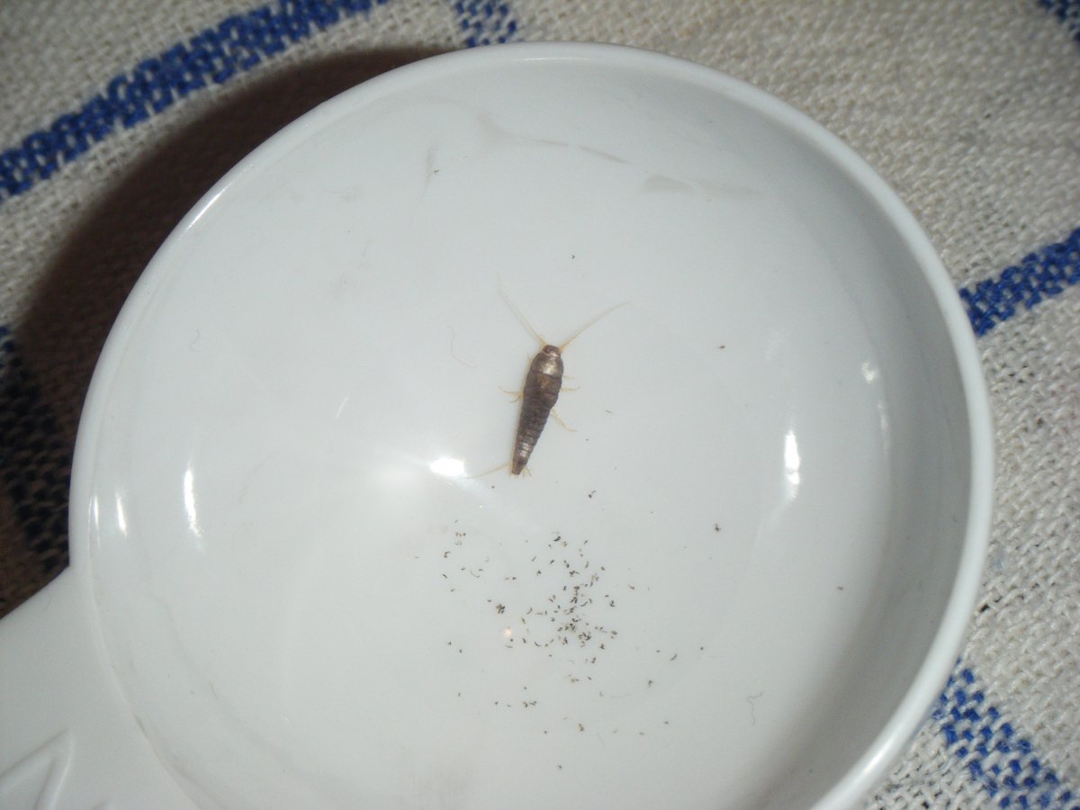 Тараканы в ванной