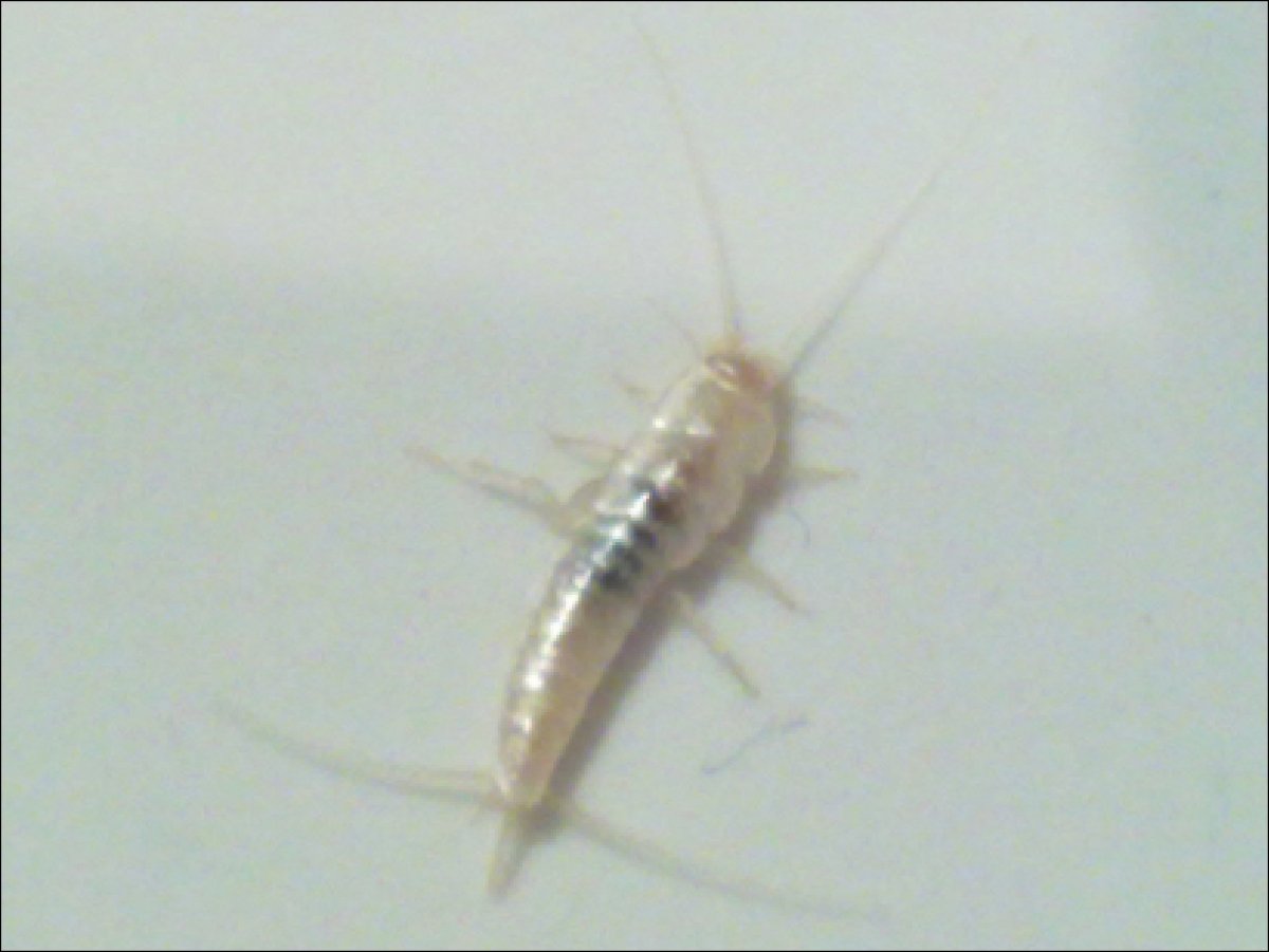 Стасики тараканы