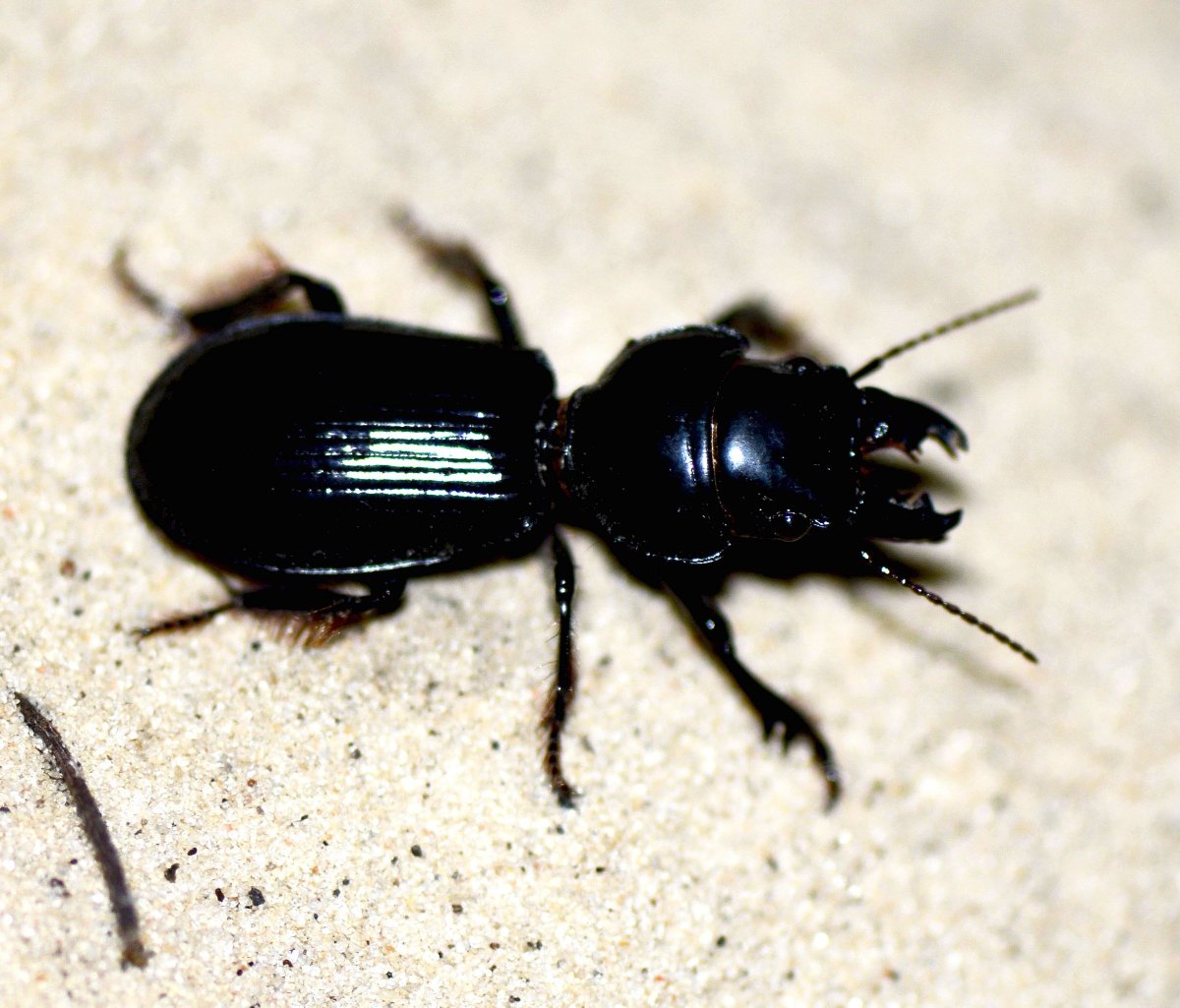 Коллекционеры насекомых