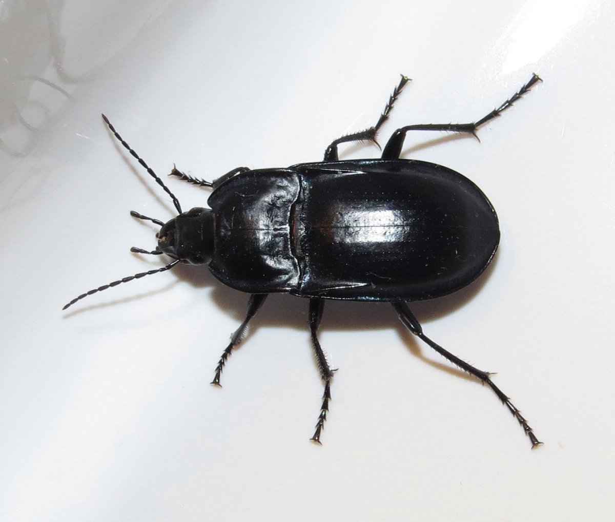 Насекомые в ванной от сырости