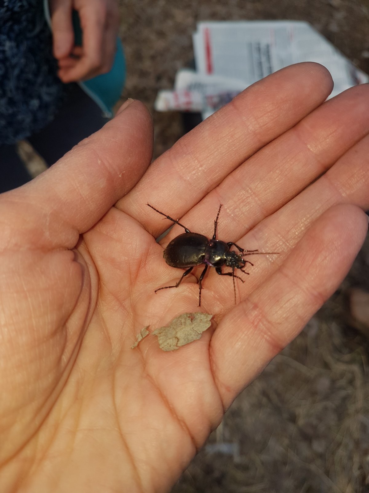 Февральский Жук