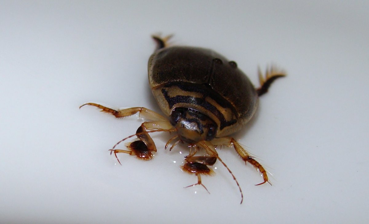 Жук Минимализм