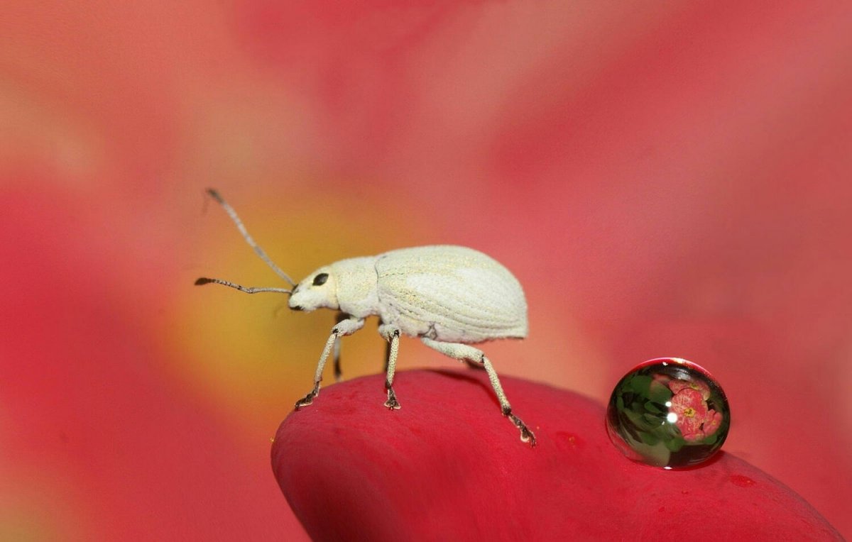 Жук большой в квартире черный таракан