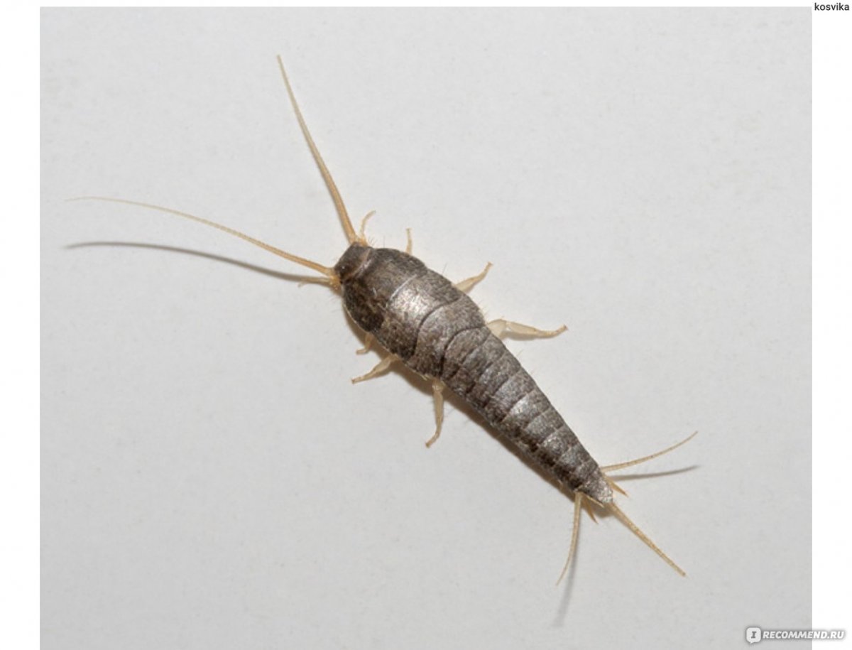 Мокрица чешуйница