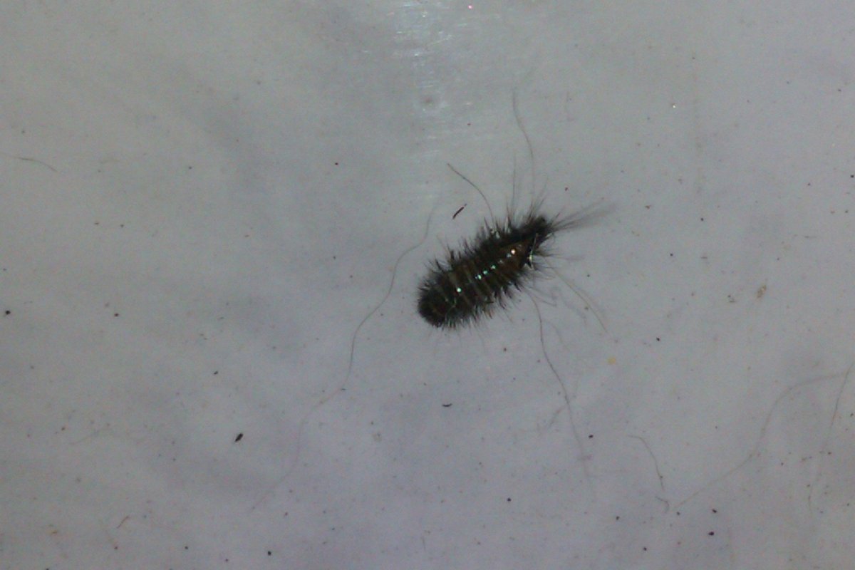 Жук долгоносик черный