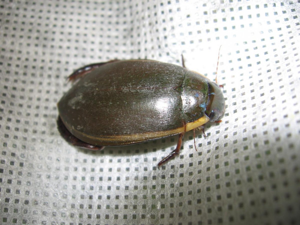 Жуки в сибирской части России