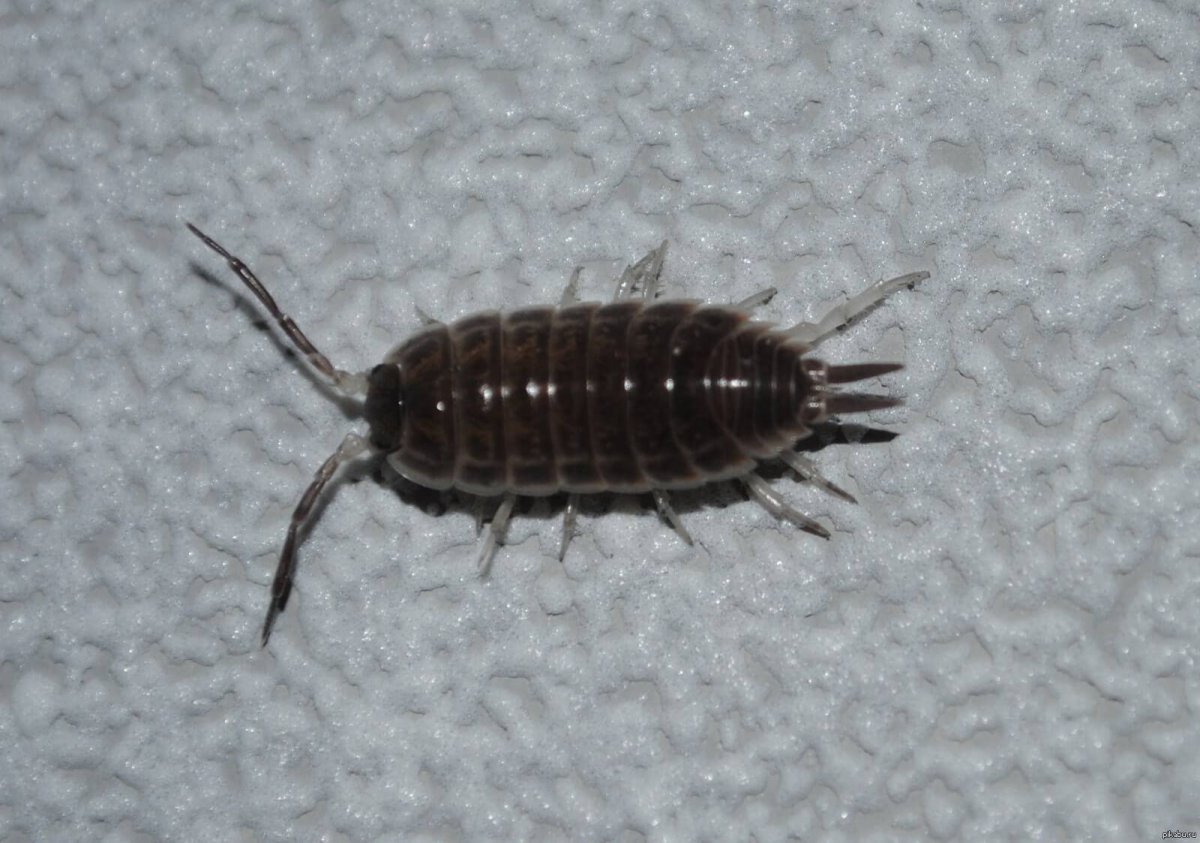 Серебрянка (обыкновенная чешуйница)