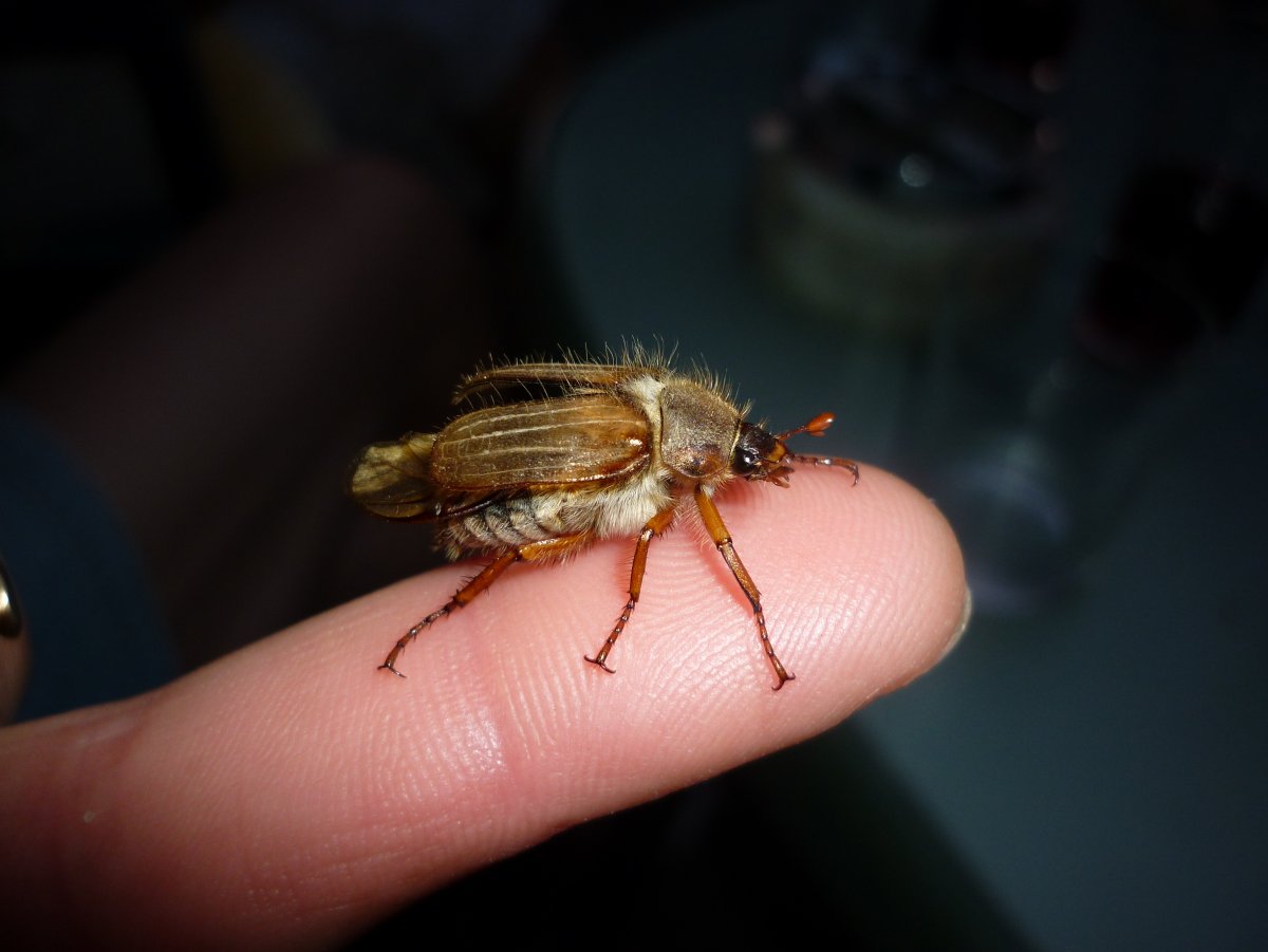 Укусило насекомое в Подмосковье черного цвета