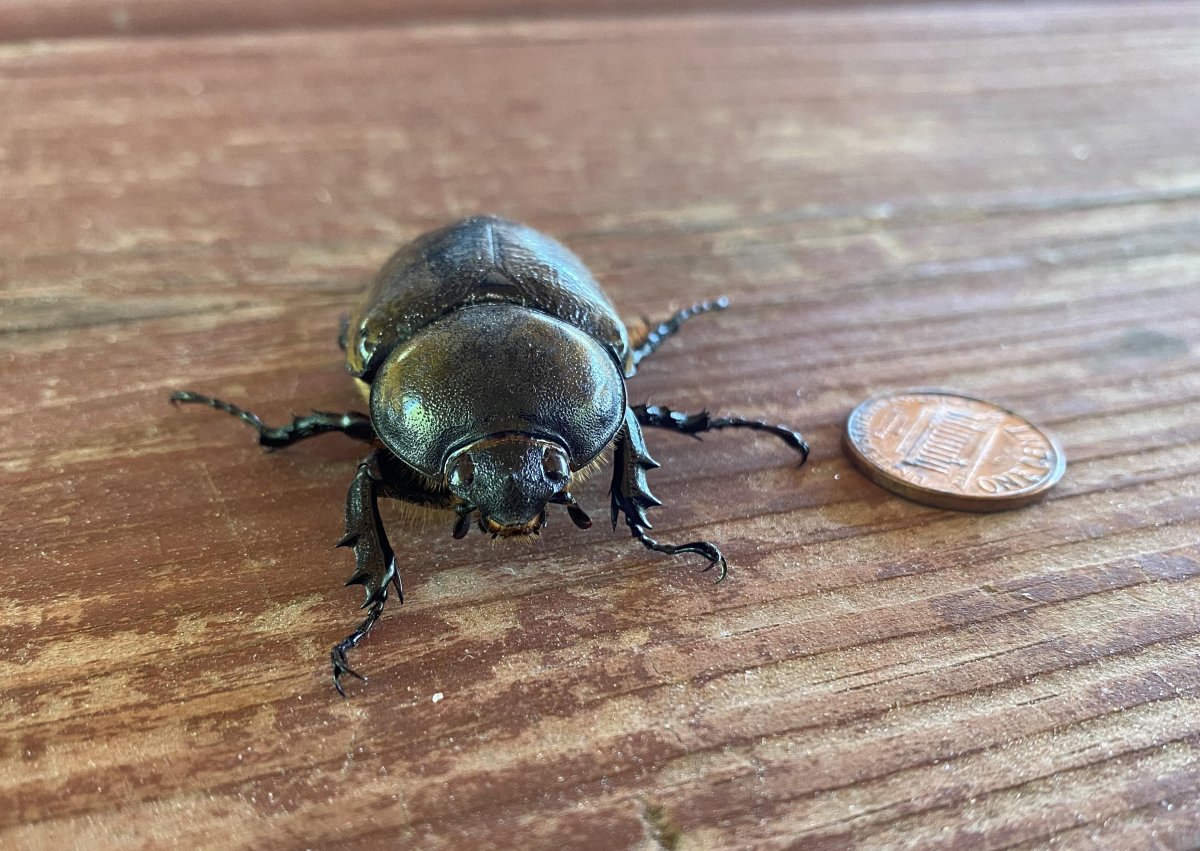 Букашки на плитке