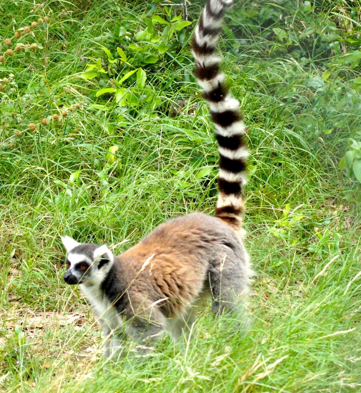 Обезьяна с полосатым хвостом