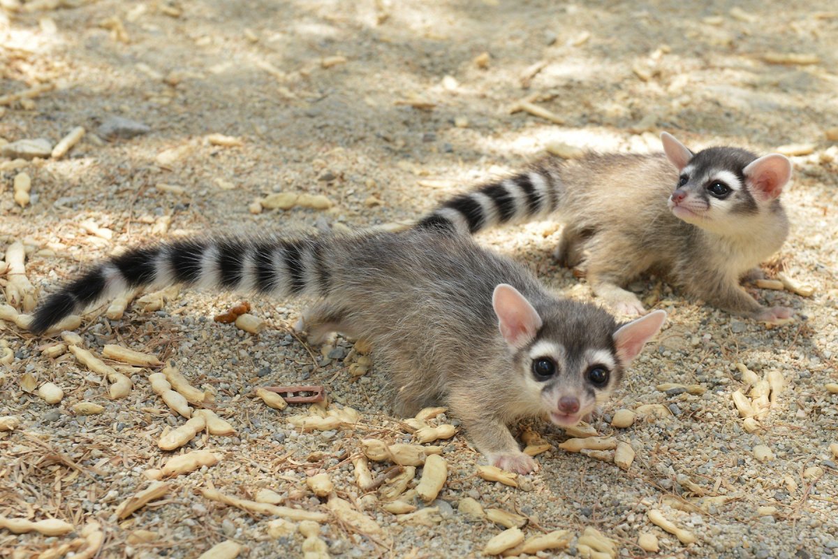 Полосатый лемур