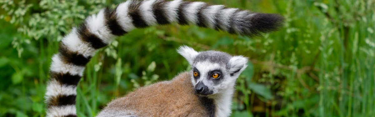 Лемур галаго