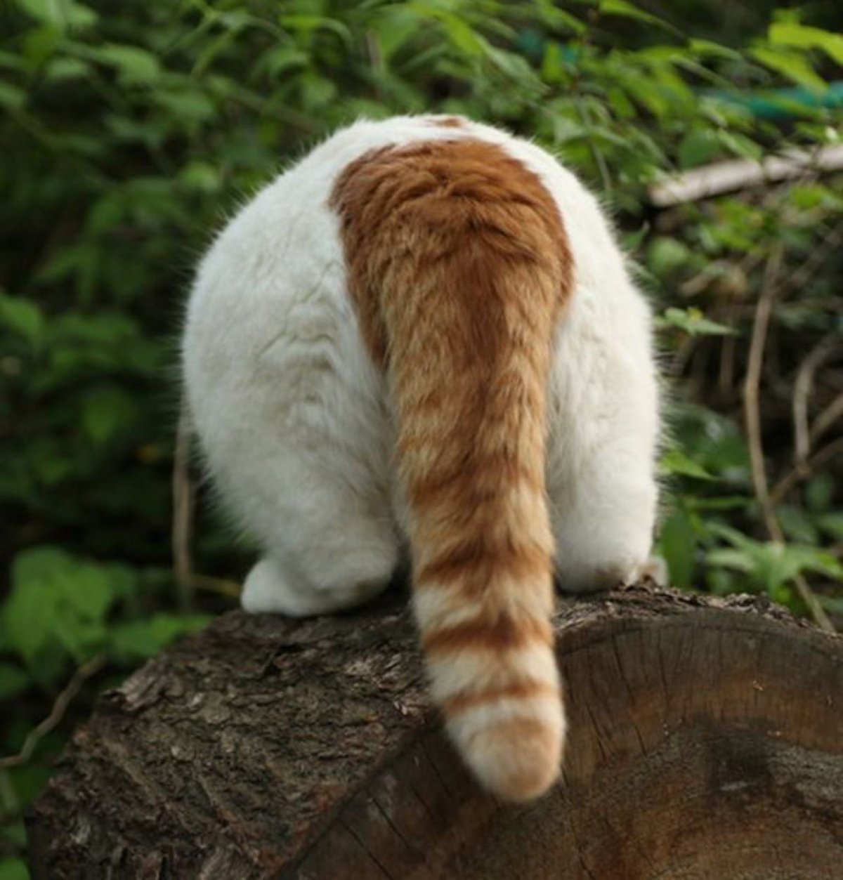 Енот какомицли