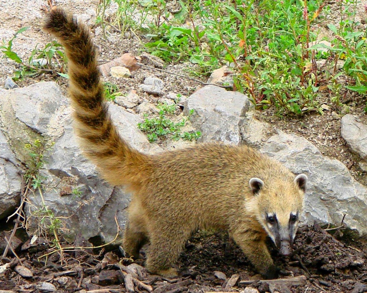 Обыкновенная носуха