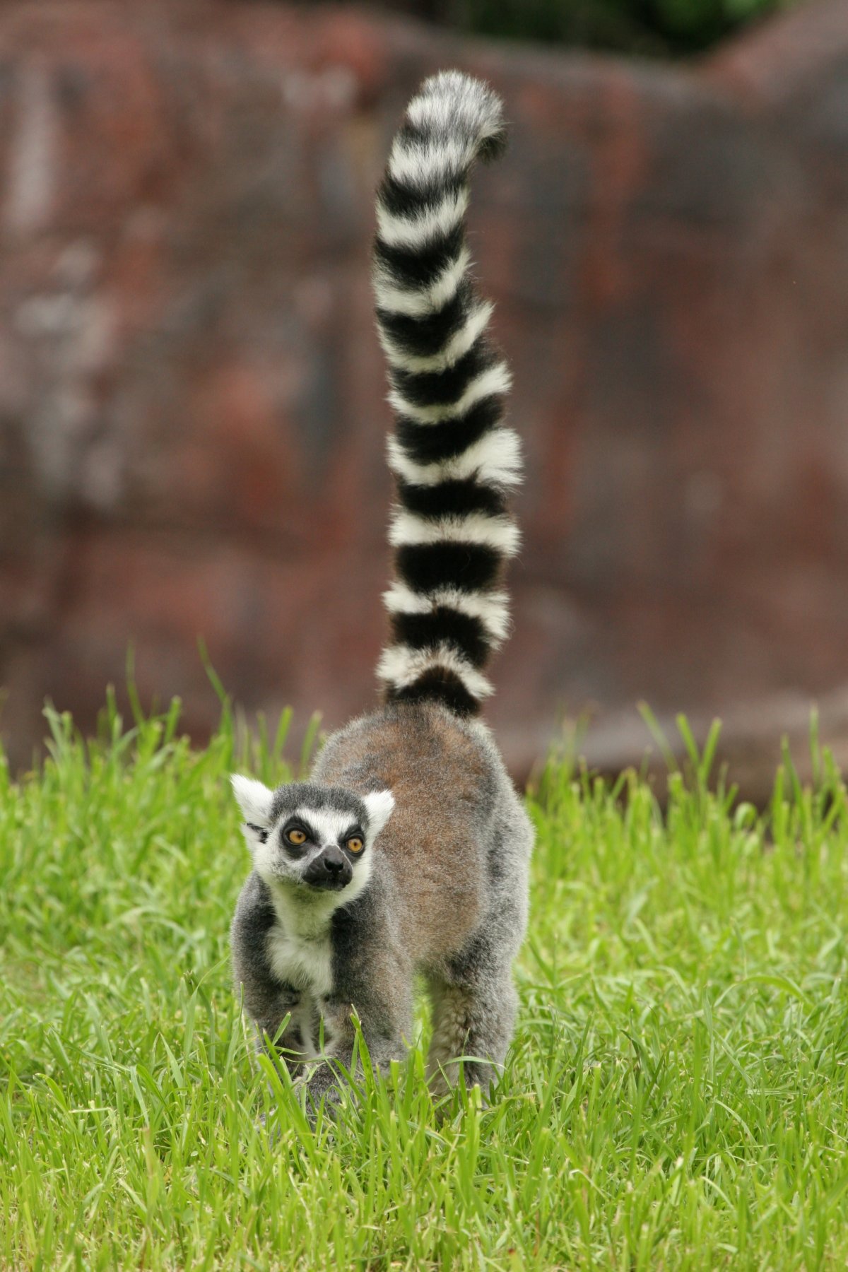 Малая Панда арт