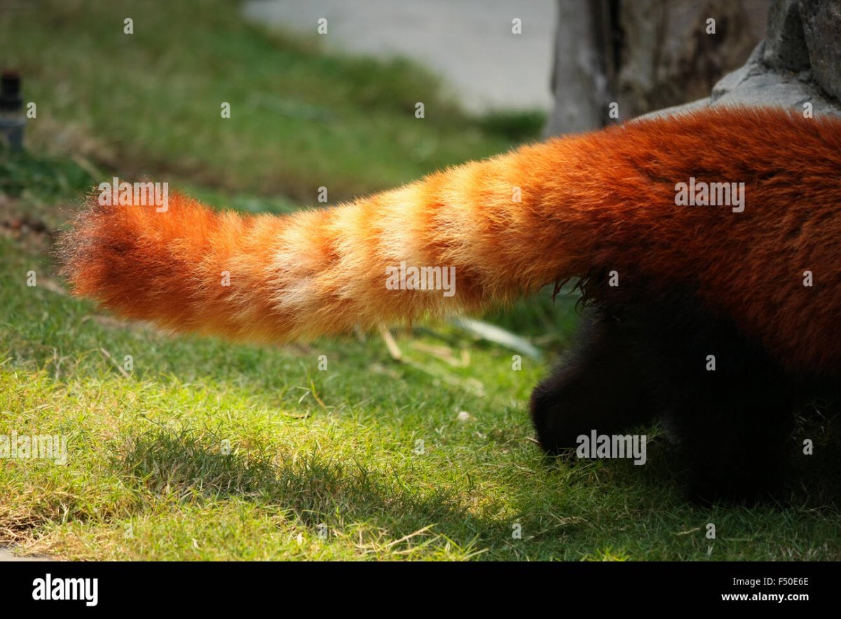 11. Североамериканский какомицли