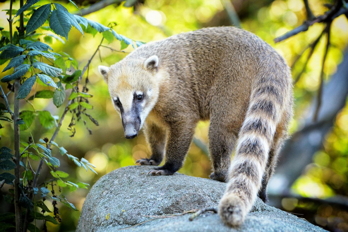 Хищник с полосатым хвостом