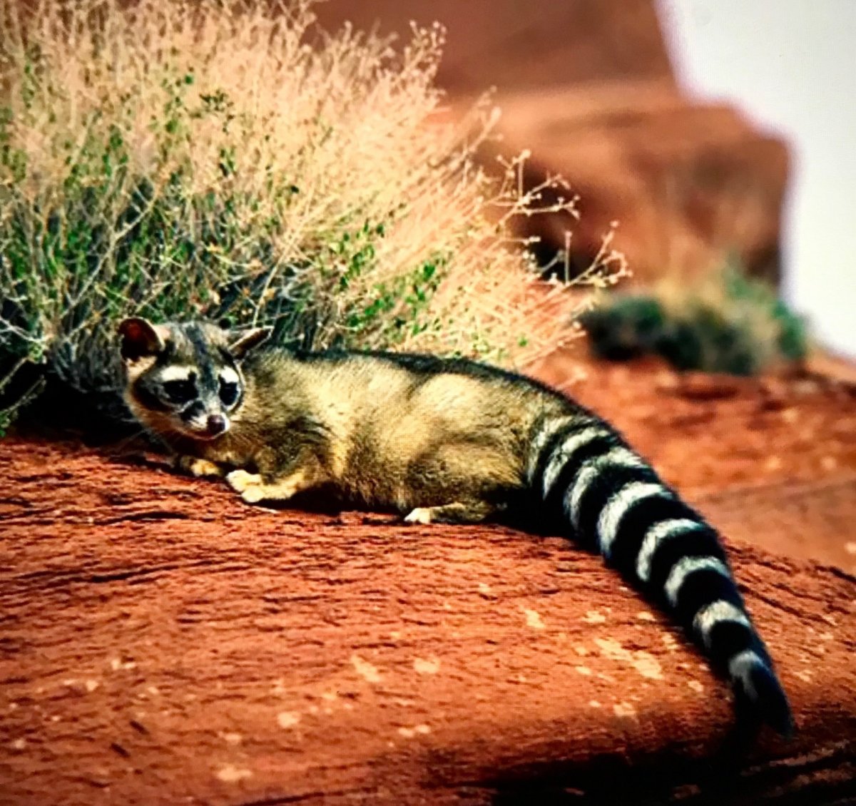 Грызун с полосатым хвостом