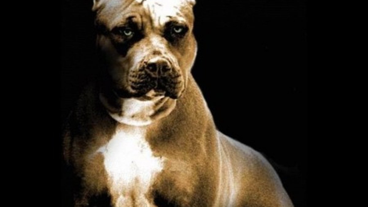 Стаффордширский терьер булли