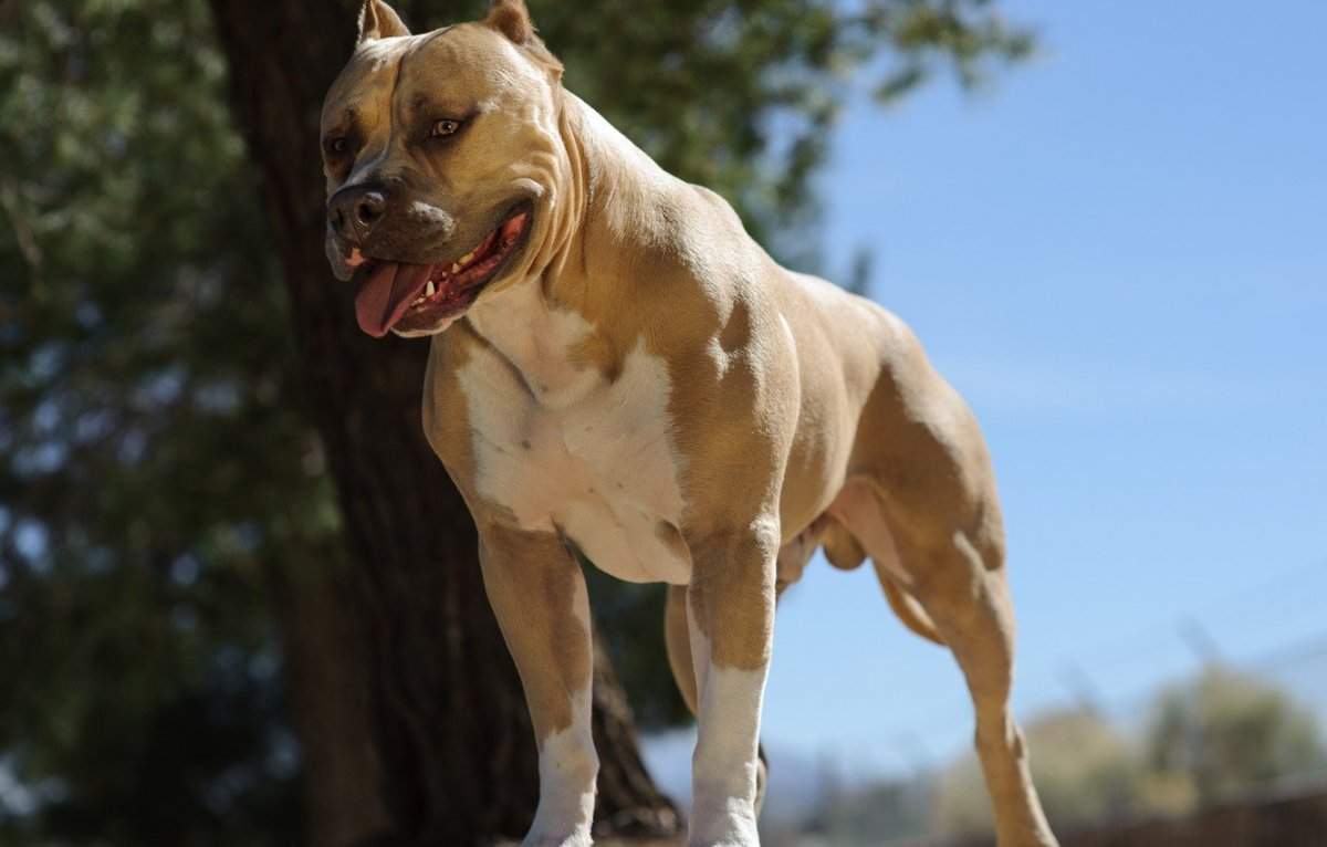 Питбуль АПБТ