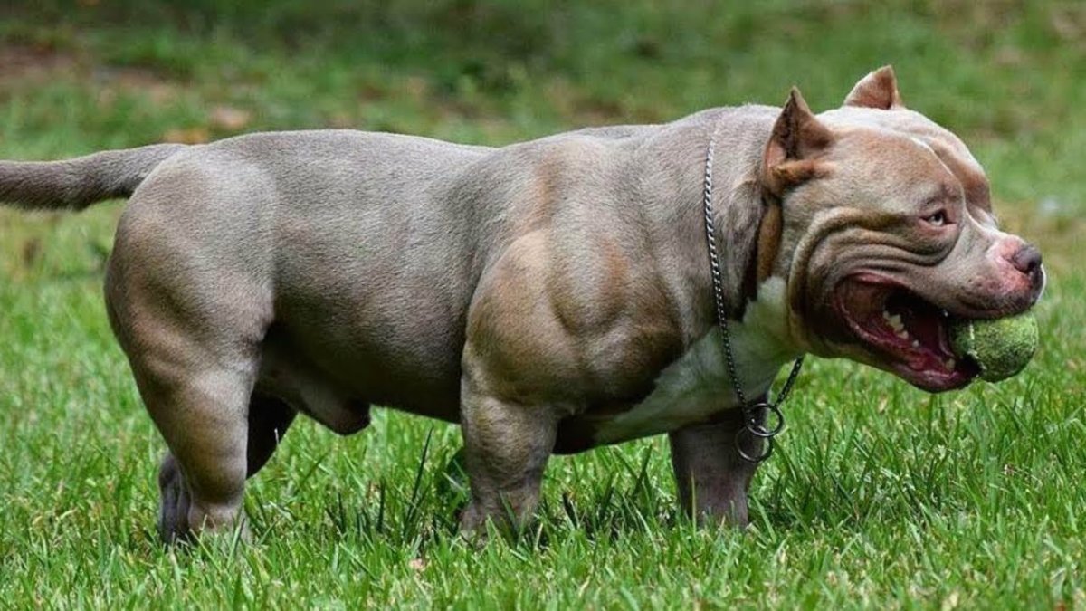 Стаффордширский терьер миостатин