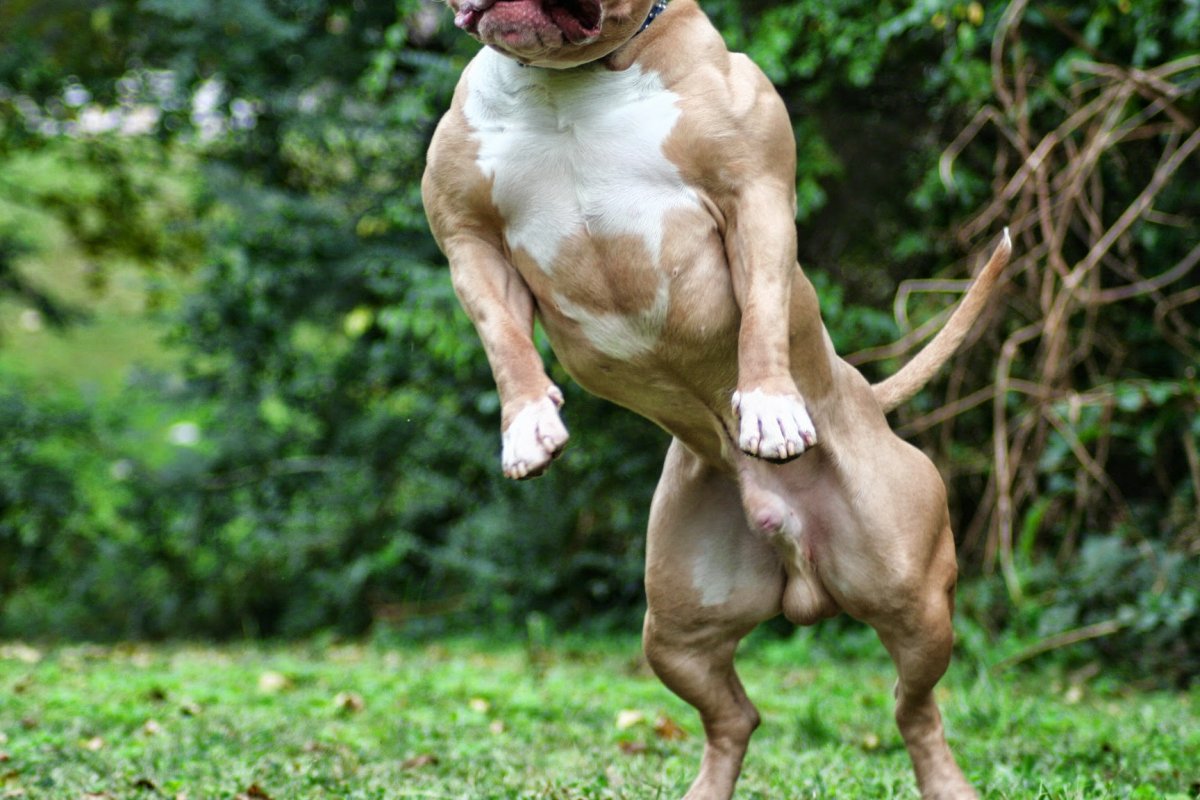 Стаффордширский булли