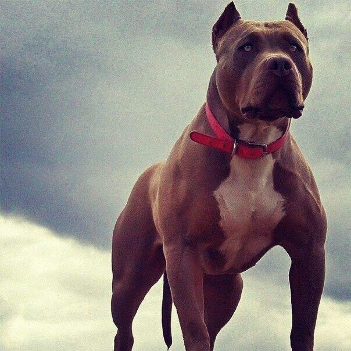 Стаффорд злой