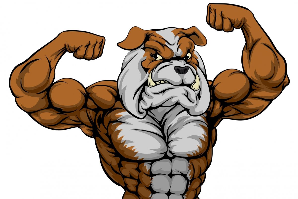 Американский пит стафф терьер