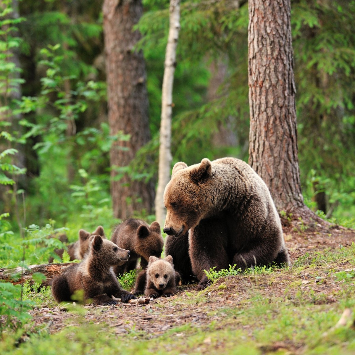 Животные в лесу