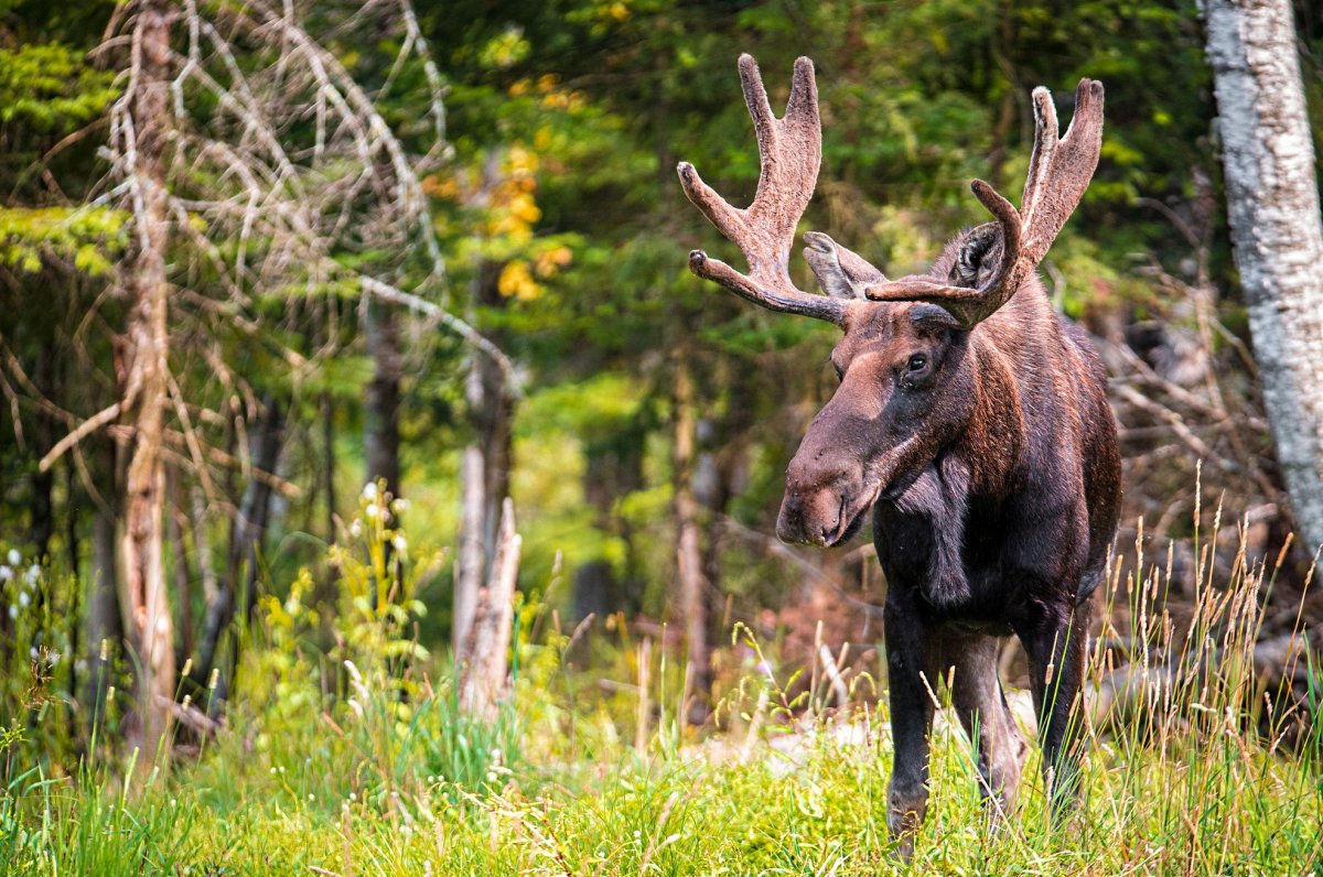 Животные в лесу зимой