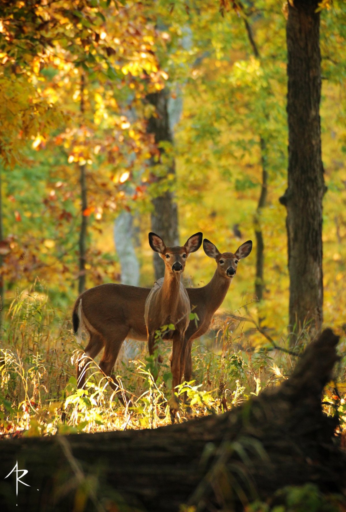 Благородный олень Норвегия