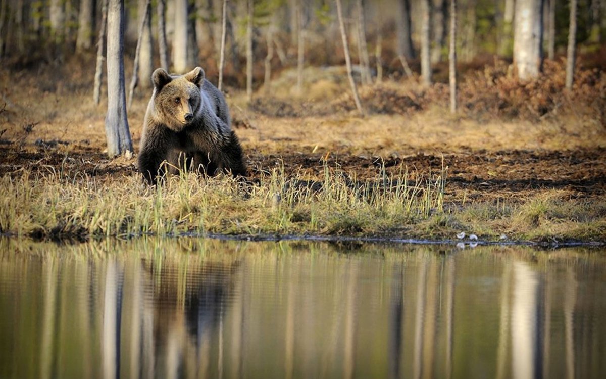 Лесные животные