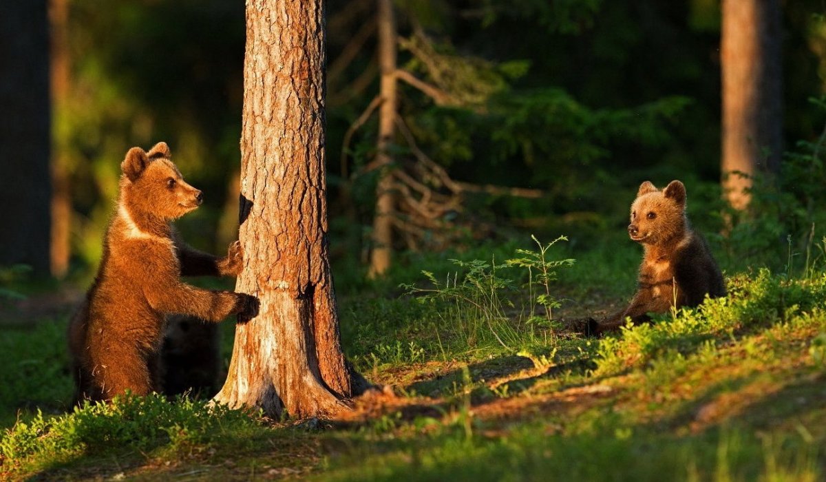 Животные в лесу