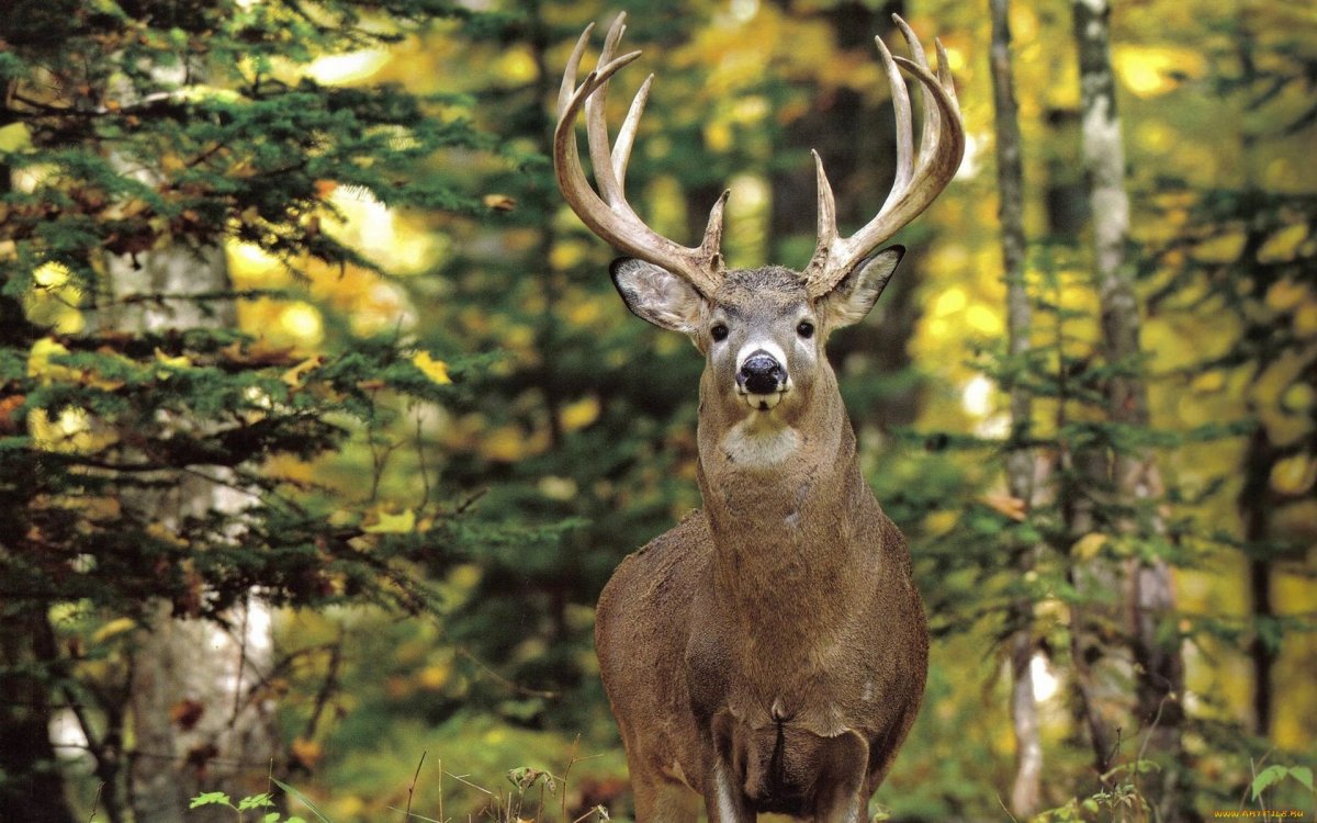 Восточносибирский Лось