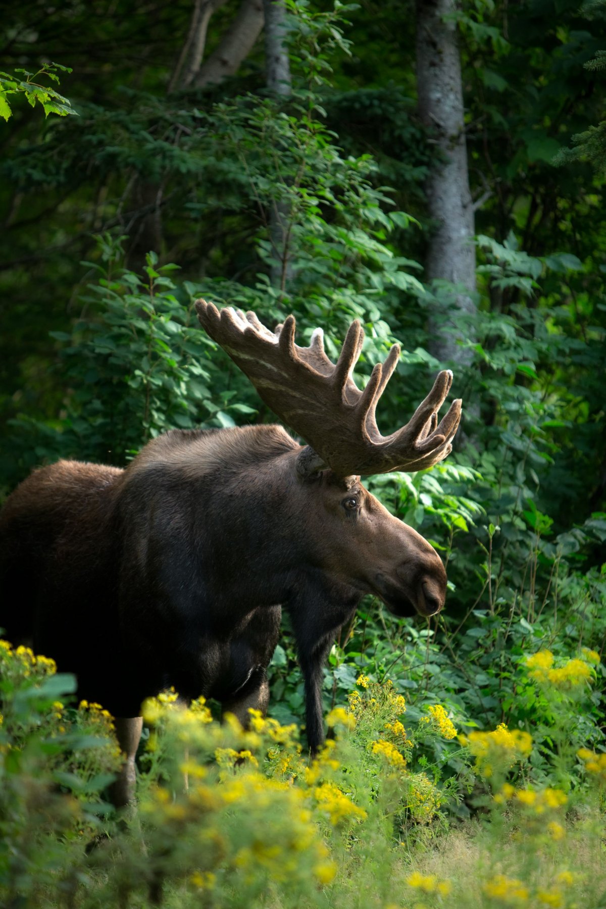 Животные в лесу