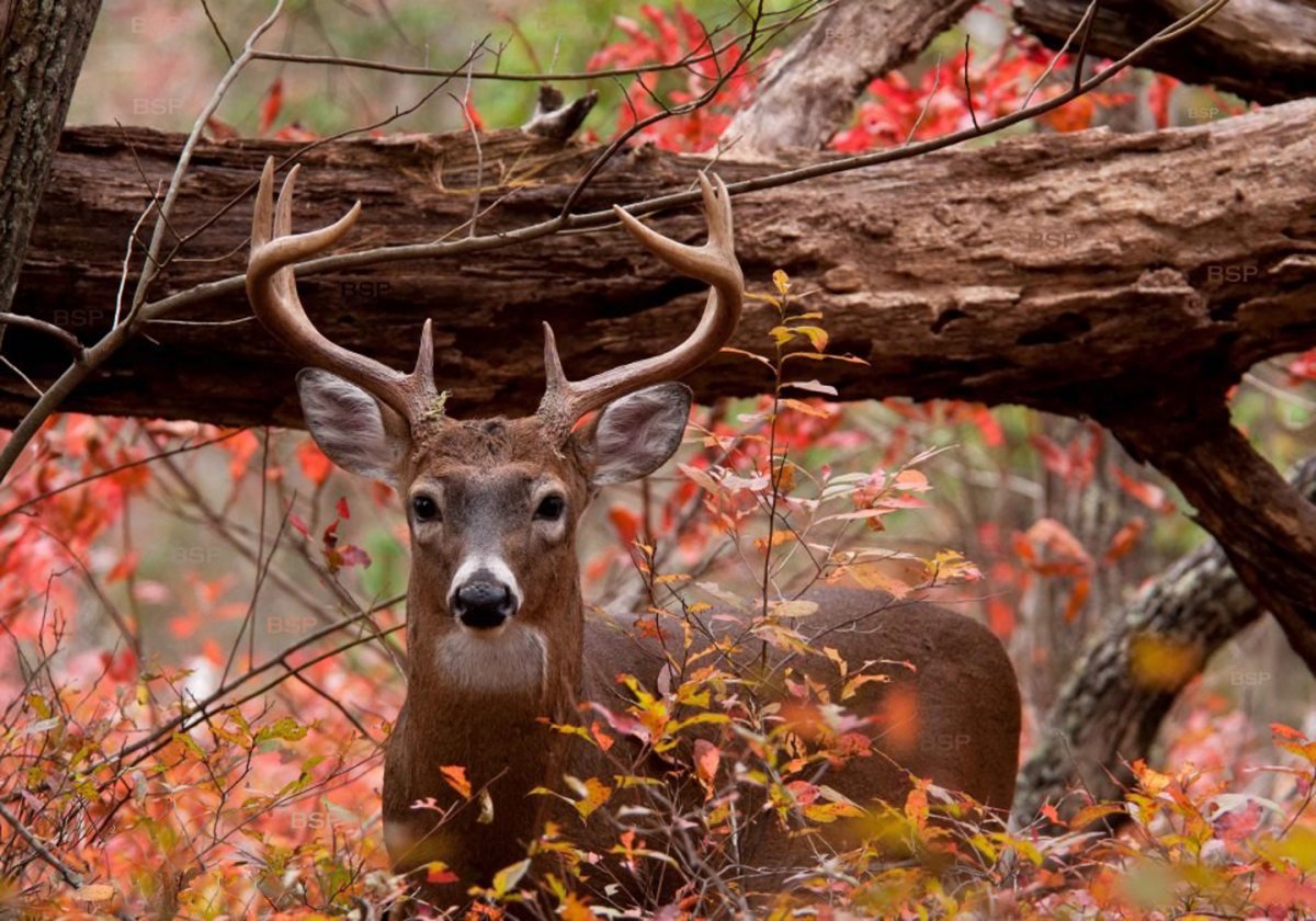 National Geographic Беар