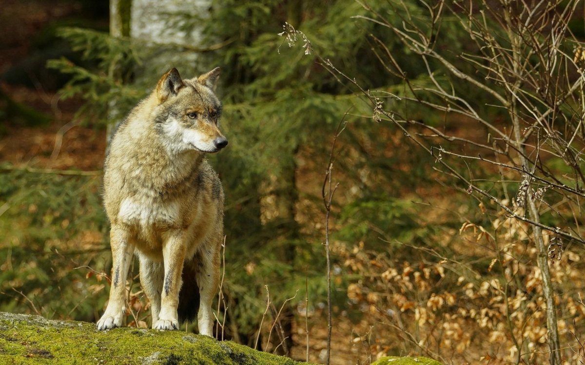 Кролик в лесу