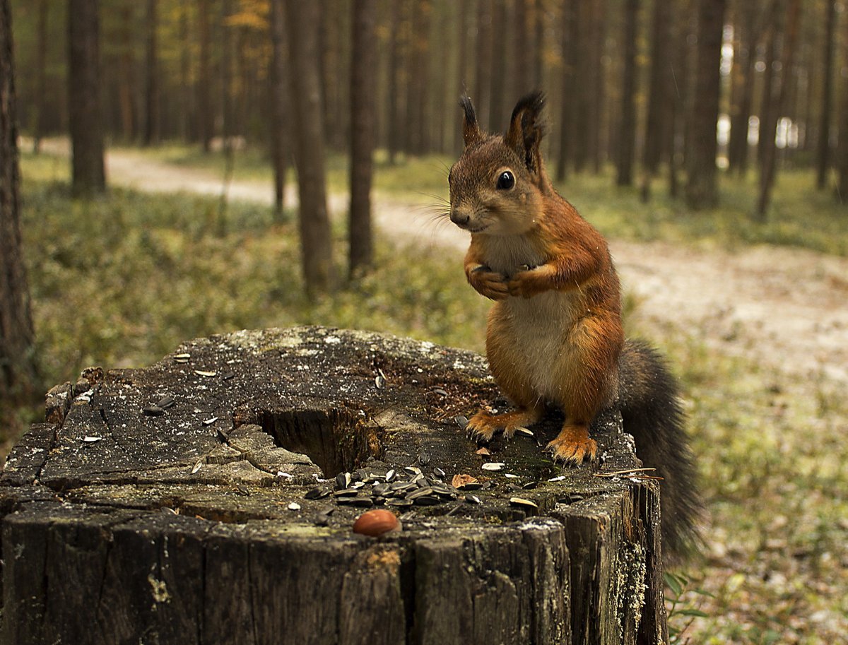 Косули в лесу картина