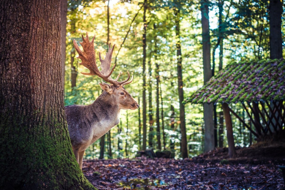 Лесные звери