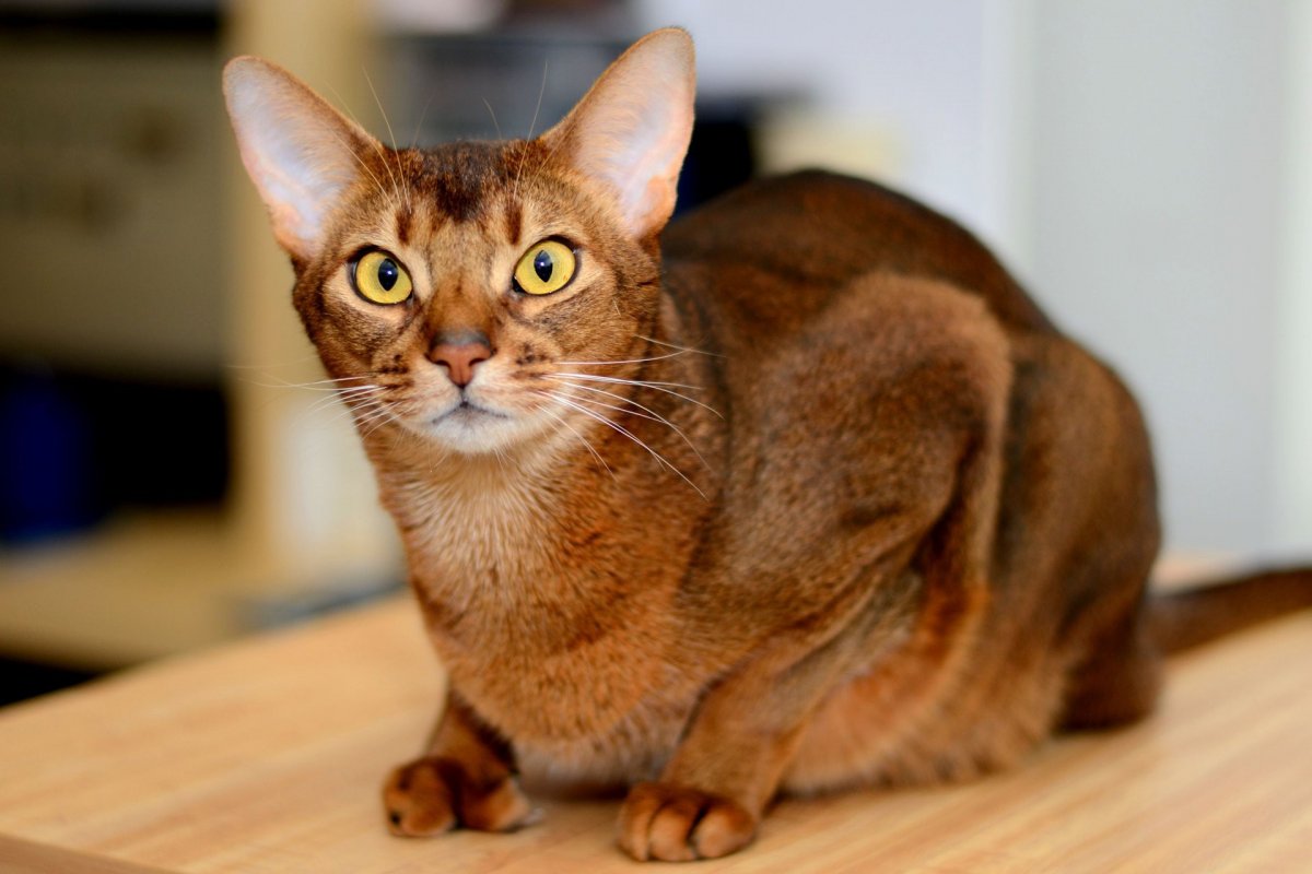 Сингапурская порода кошек