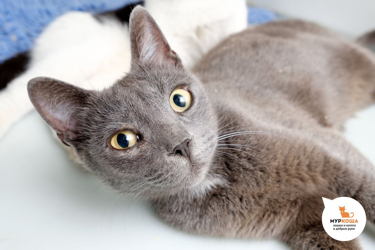 Европейская короткошерстная кошка