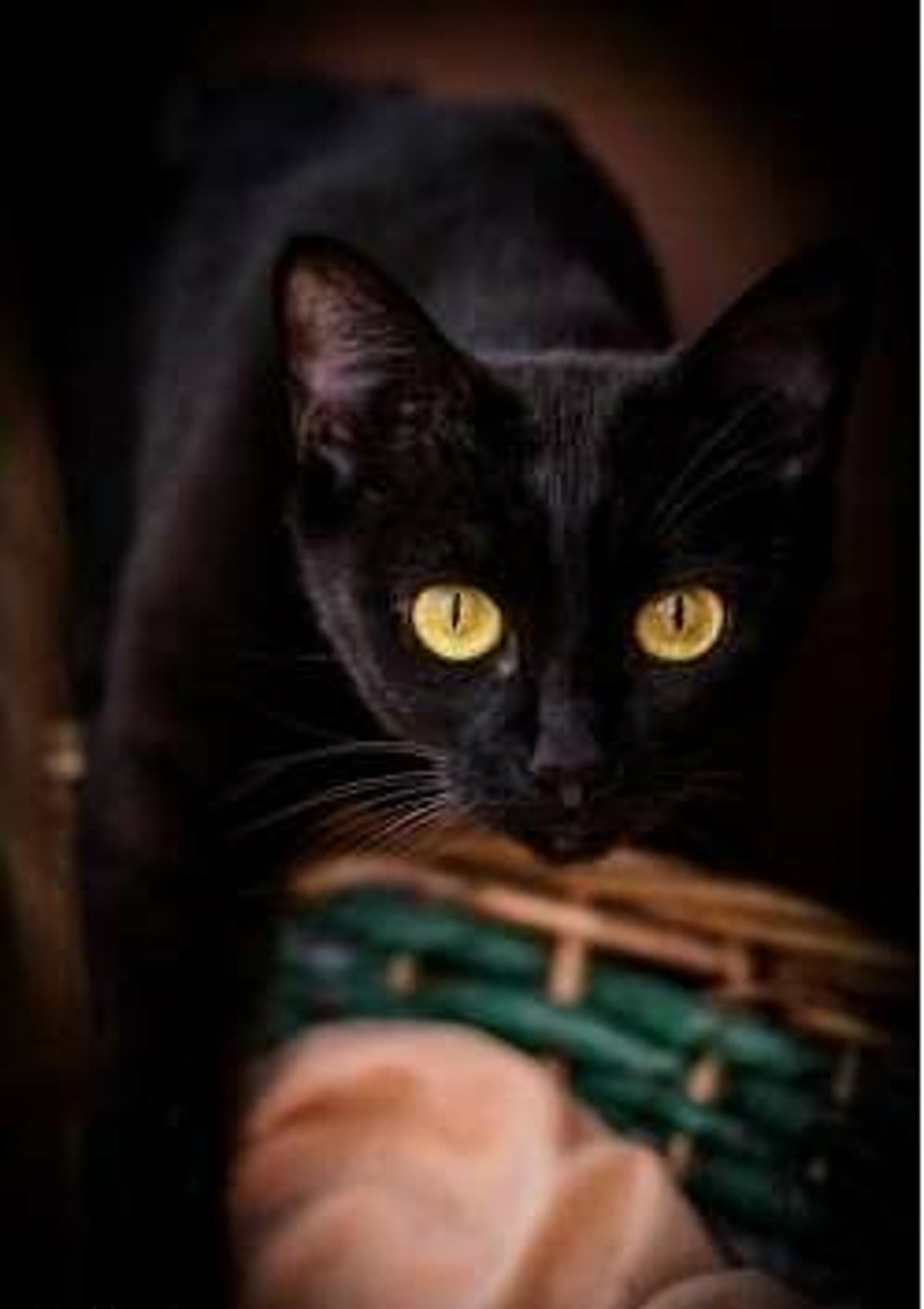 Бурма шоколадного окраса