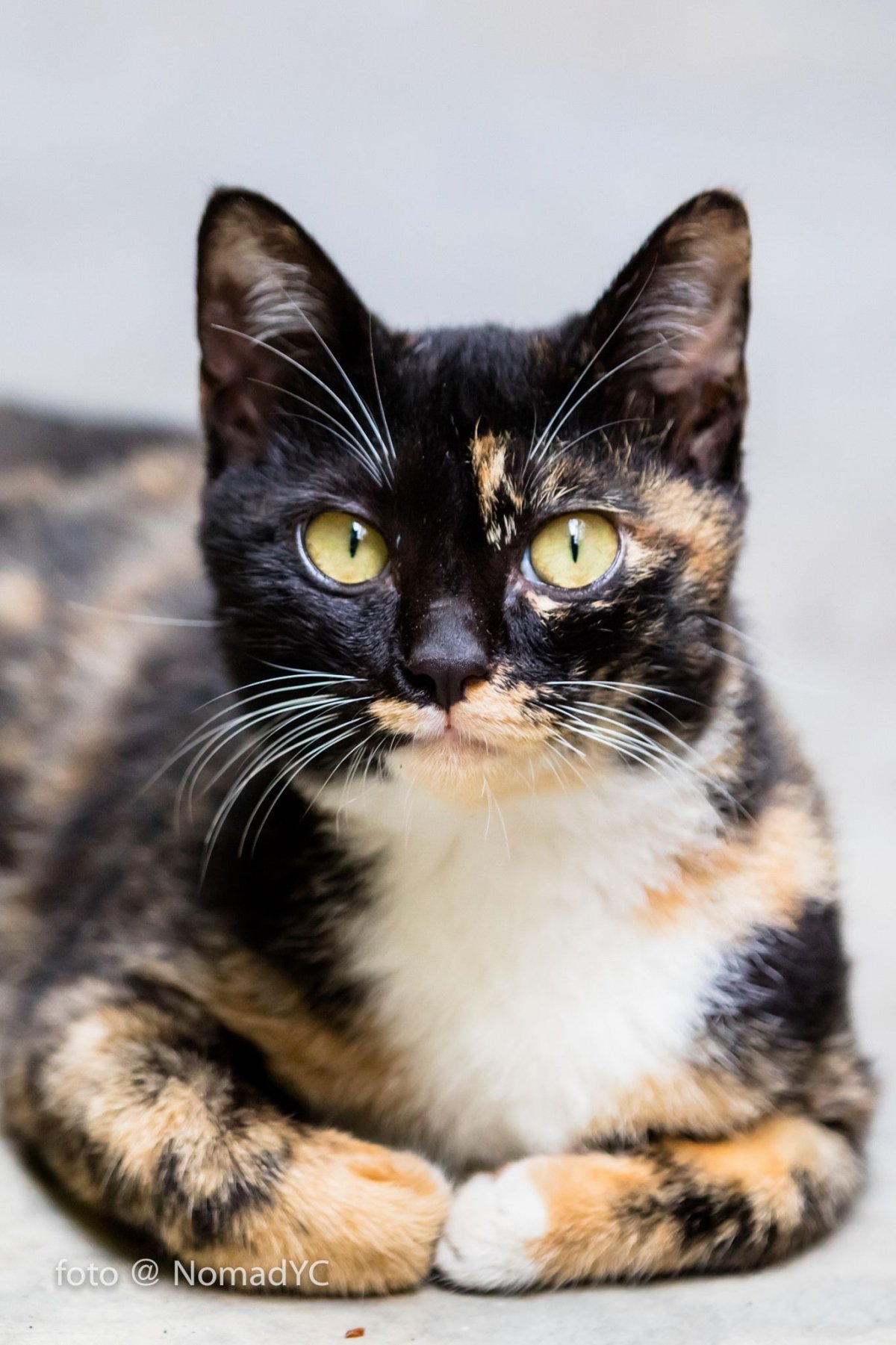 Европейская Бурманская кошка