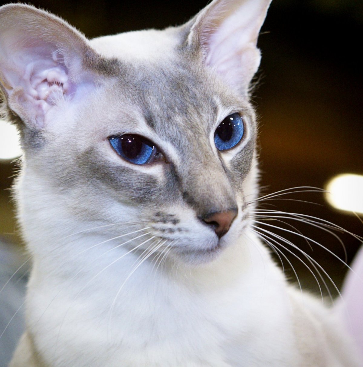 Как называется порода кошки с очень большими ушами