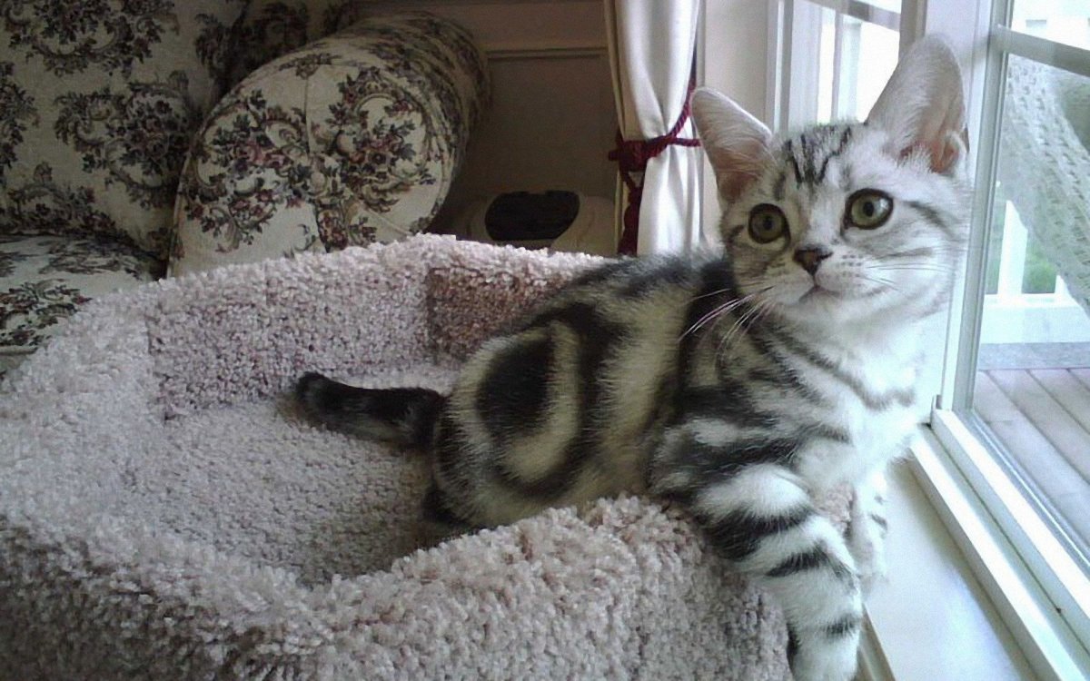 Тойгер бенгал кот