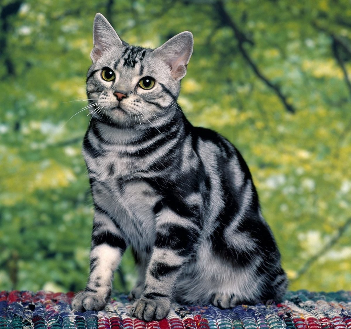 Американская короткошерстная кошка котята