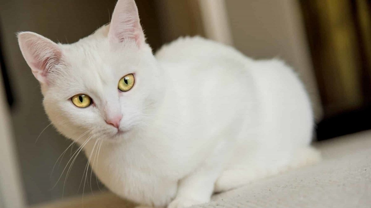 Сильвер табби американская короткошерстная